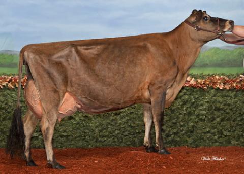 Grand-mère: Pleasant Nook Tequila Energy EX-95 3E